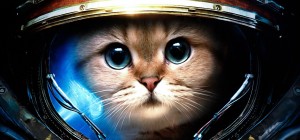 cropped-game-starcraft-cat-funny-wallpaper-1920x1080.jpg